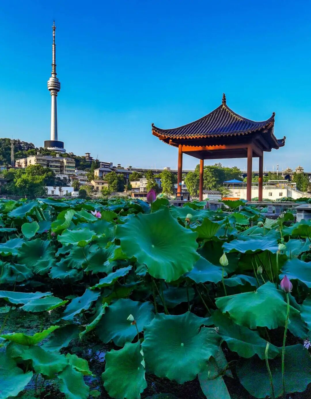 彭书柳「七律」春游湖北阳新莲花湖(外一组)