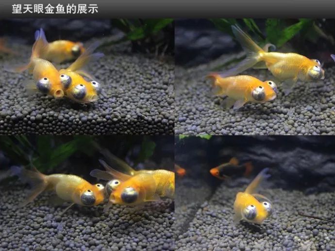 对小寡妇这么的情有独钟,是不是有什么故事啊~~-微信头条网 对小寡妇这么的情有独钟,是不是有什么故事啊~~