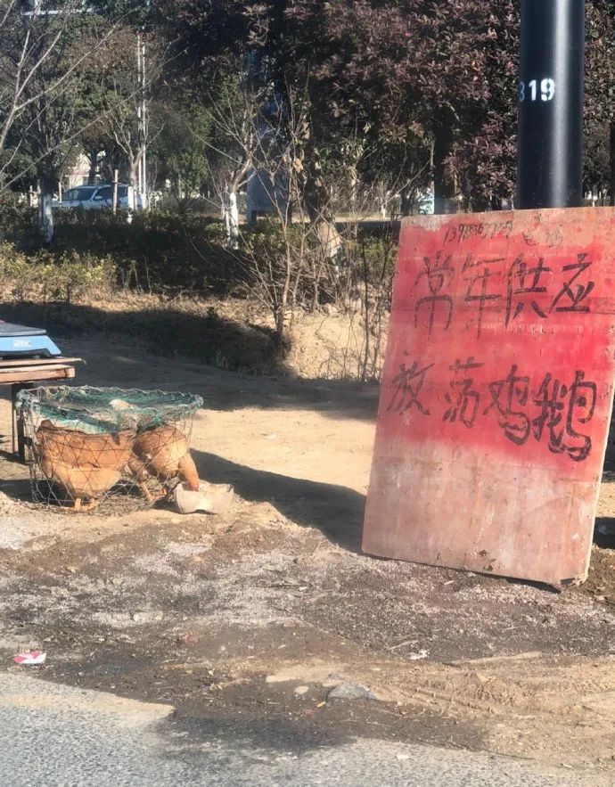 美女逗狗逗猫所引出的问题-微信头条网 美女逗狗逗猫所引出的问题