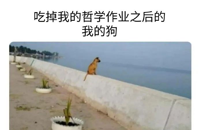 美女逗狗逗猫所引出的问题-微信头条网 美女逗狗逗猫所引出的问题