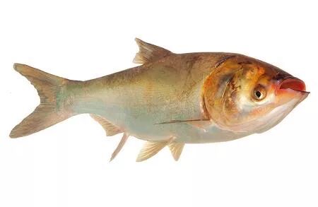 加纳_新闻_华人头条