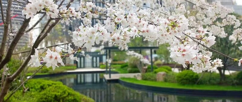 今日春分，愿花开疫去！ 这些金华的“春天味道”，你吃了多少