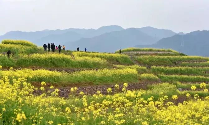 不負春光！不必去婺源，金華這些油菜花海就能美哭你！ 旅遊 第7張