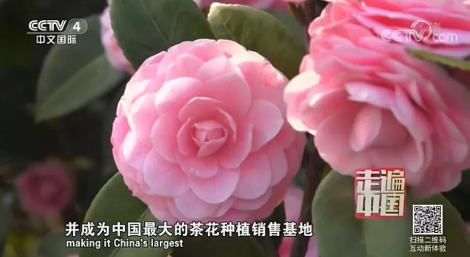 浙中花海美爆央视屏幕！看金华走出了一条怎样的乡村致富之路→