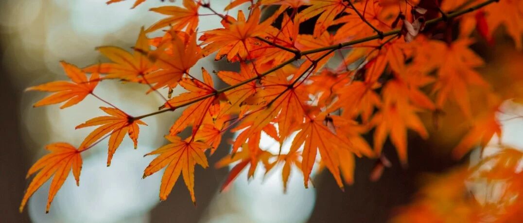 最是秋日好颜色，金华最新“颜色盘”来了！