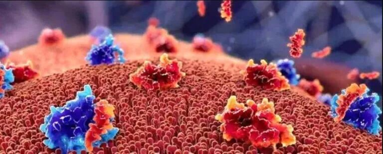 病理切片快递怎么包装综述快递丨慢性淋巴细胞白血病相关免疫性血小板减少的病理机制及治疗进展_https://www.jmylbn.com_新闻资讯_第3张