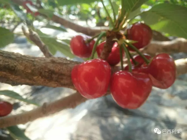 樱桃如何施肥能高产