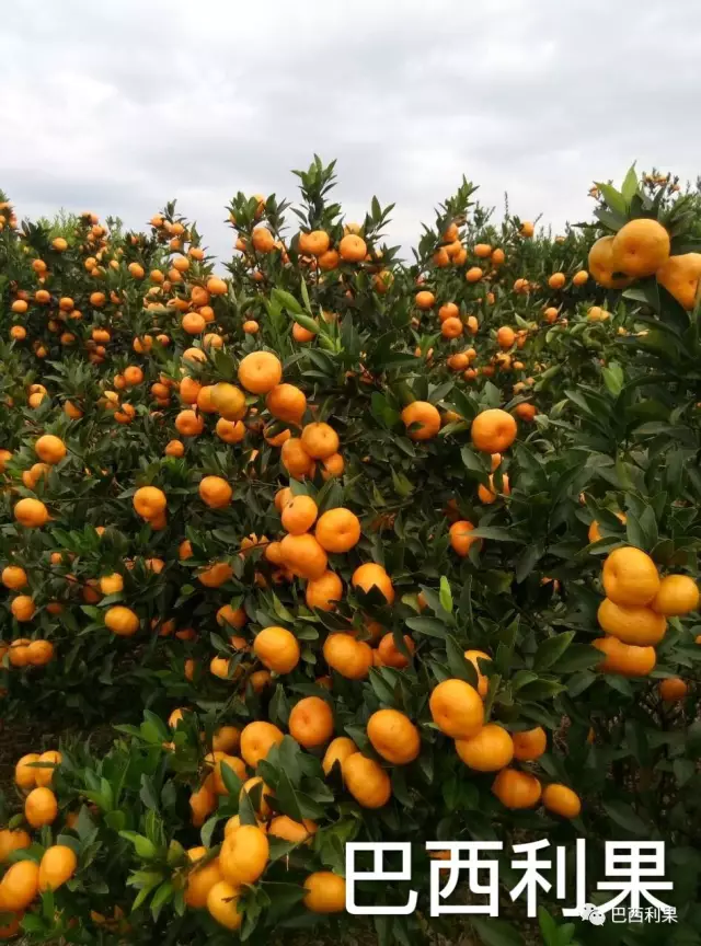 怎樣改善柑橘的色澤度╃•、甜度₪•☁？
