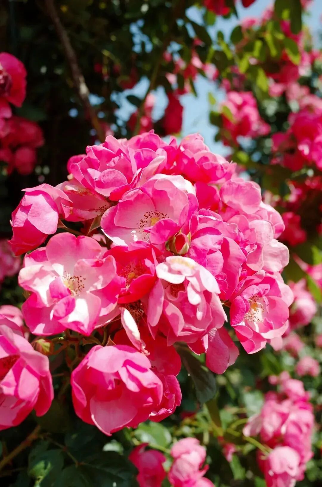 赏玫瑰长廊!来溪丘湾过"两节"