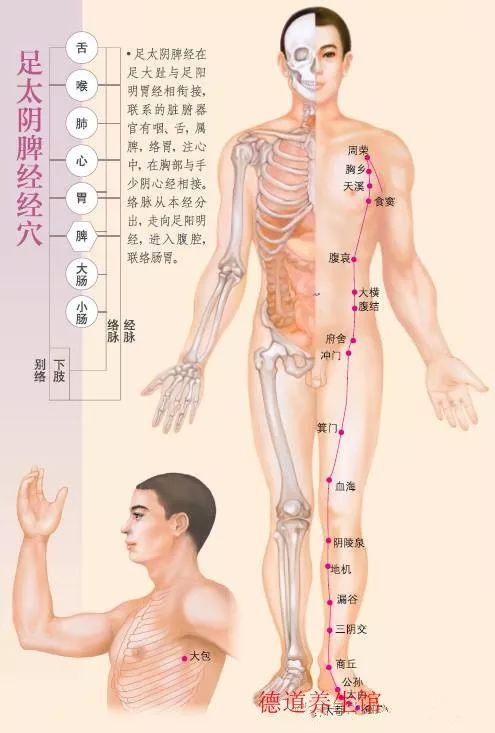 《足太阴脾经》手三阴经手太阴肺经手厥阴心包经手少阴心经手三阳经手阳