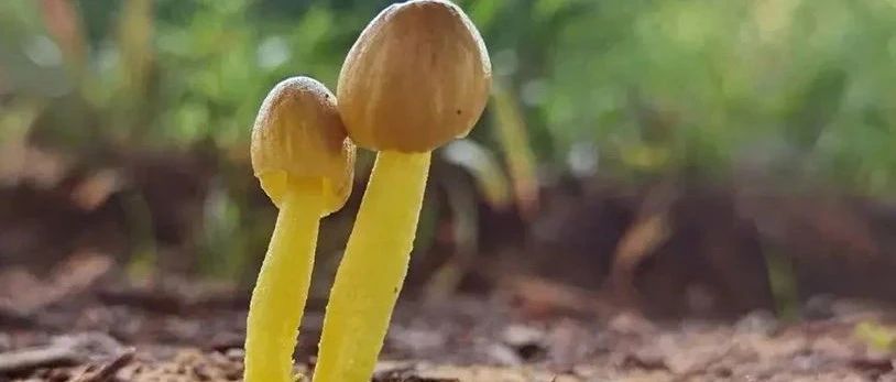 凌云同题诗汇：两朵蘑菇