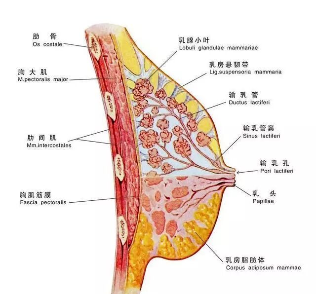 一份健身秘籍一一女神的完美胸部