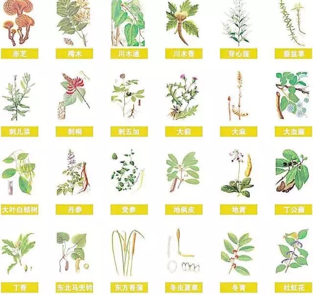 中药小趣闻