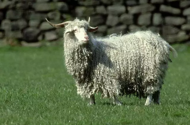 这么多的羊!24个品种!你又认识几种? 这么多的羊!24个品种!你又认识几种?