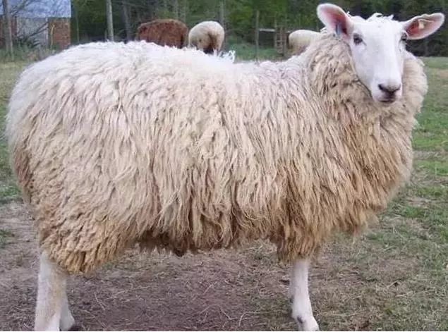 这么多的羊!24个品种!你又认识几种? 这么多的羊!24个品种!你又认识几种?