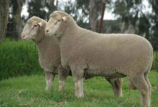 这么多的羊!24个品种!你又认识几种? 这么多的羊!24个品种!你又认识几种?