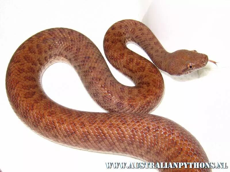 【附录ii·珀兹星蟒】体长只有50厘米,你还好意思叫大蟒蛇?