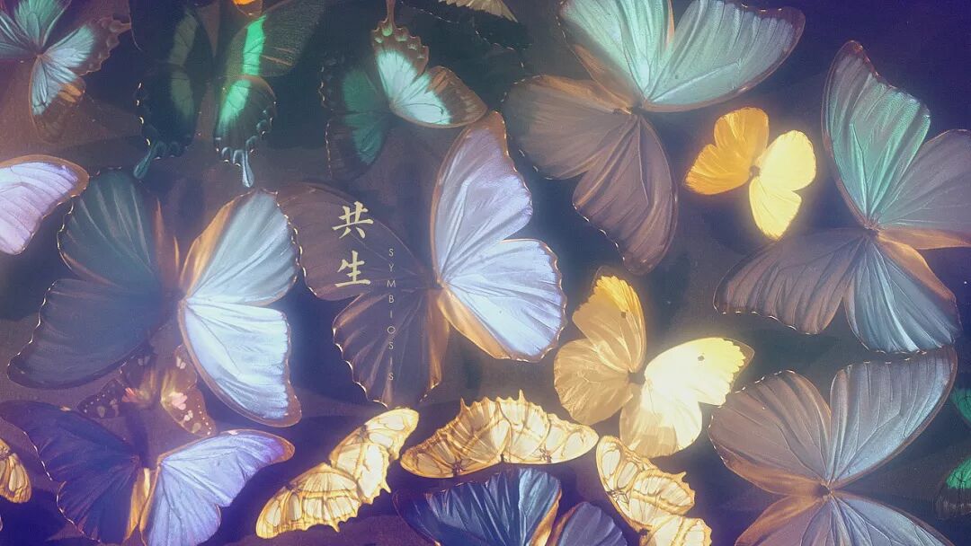 梦境交织，谁梦见了蝴蝶，还是蝴蝶梦见了我？