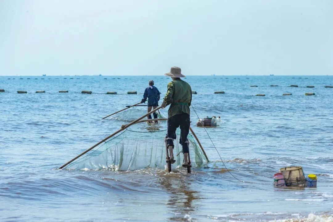 味道绝了日照这种海鲜还用特别捕捞方式你知道吗