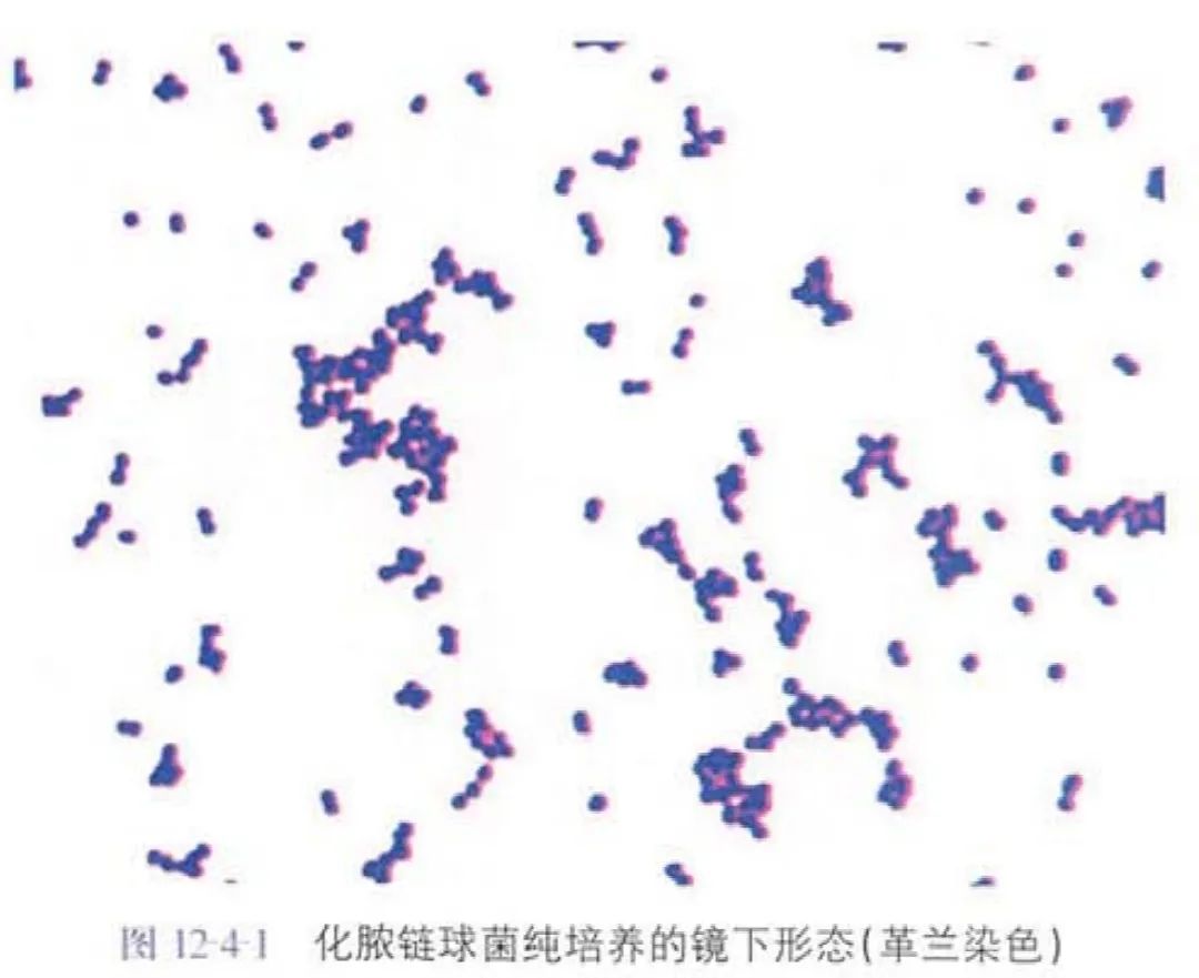 革兰阳性球菌（链球菌属）