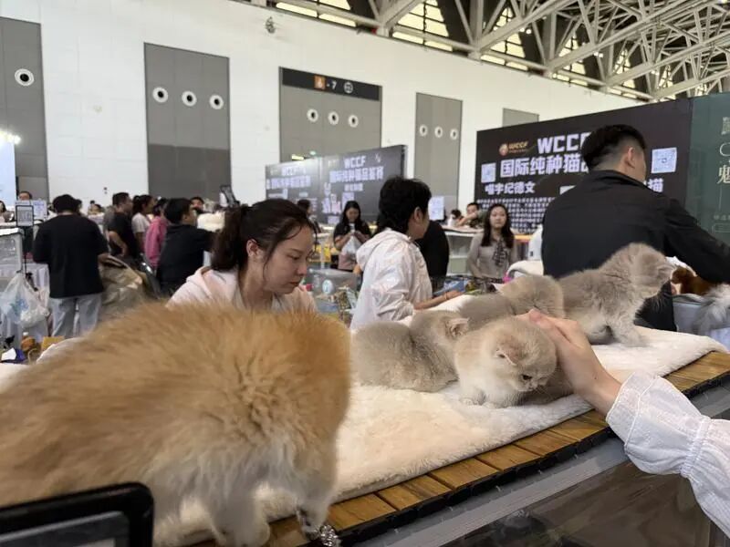 宠物.jpg 宠物.jpg