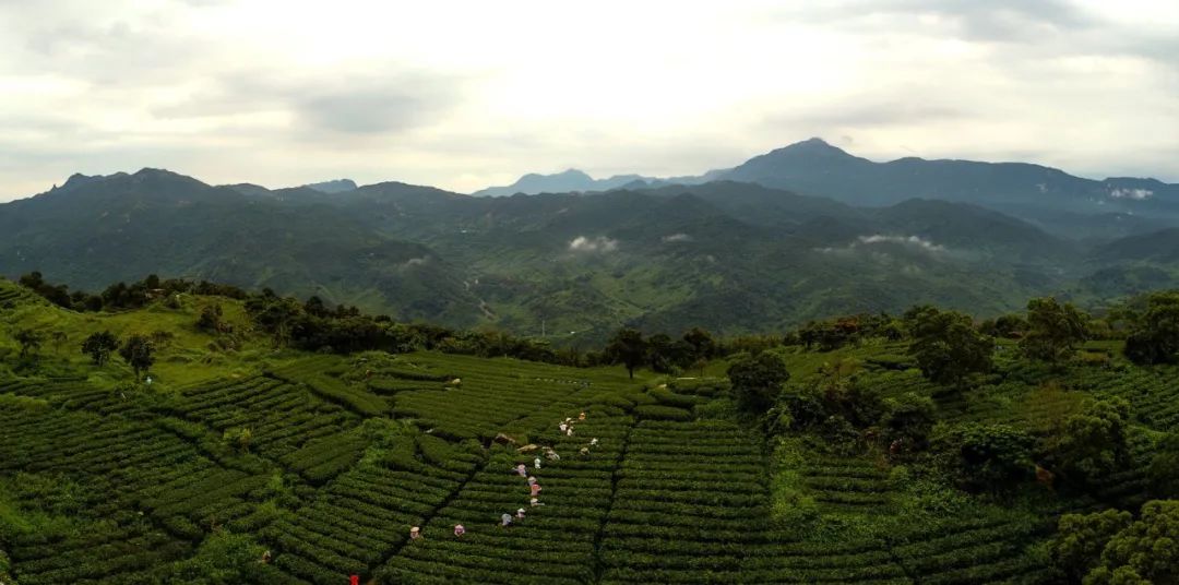 有山有水的茶叶品种有哪些（有山有水的茶叶品种有哪些呢）《有山有水有茶有什么好处》