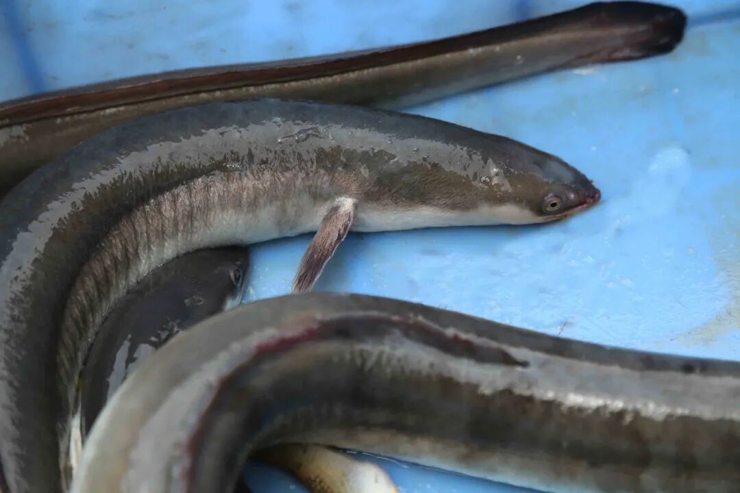 斗门风鳝(珠海市文化馆供图)风鳝,又称青鳝,鳗鲡,河鳝,是淡水中名贵