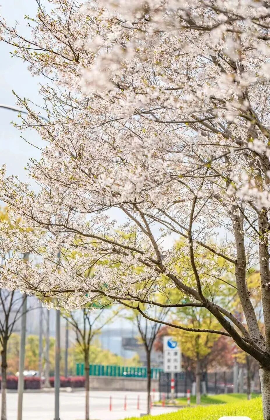灵湖樱花.jpg