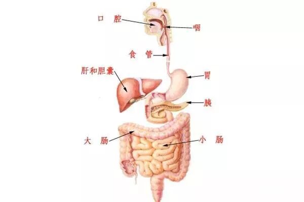活检钳怎么消毒平常做的胃肠镜检查是如何消毒的？_https://www.jmylbn.com_新闻资讯_第10张