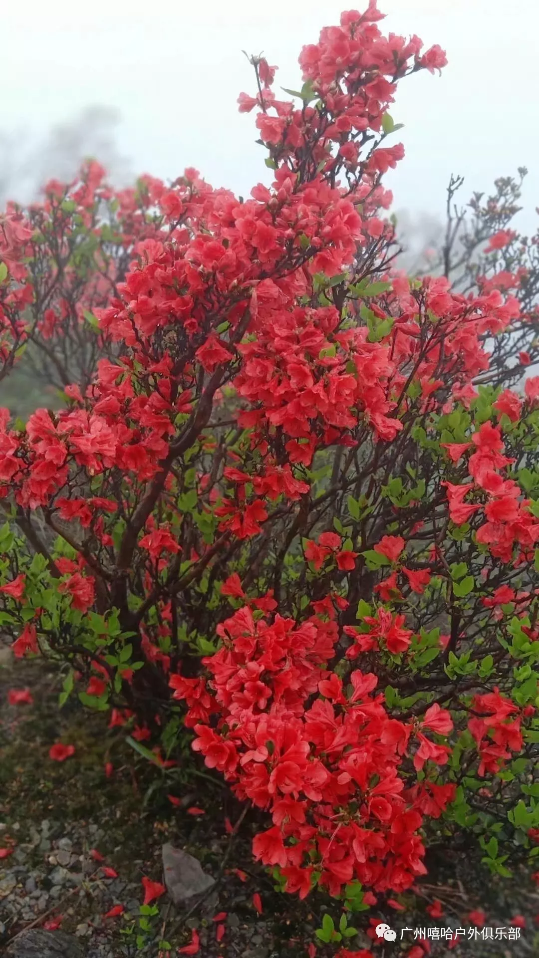 (3)4月07日 周日－千米登峰雪山嶂、赏最红艳杜娟花-户外活动图-驼铃网