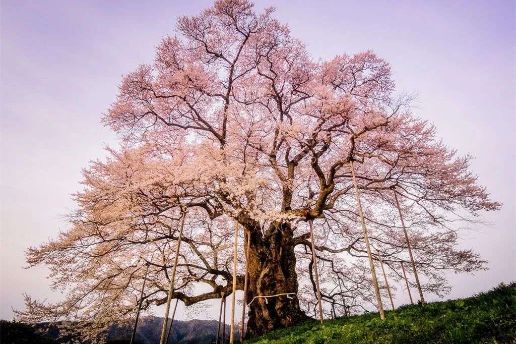 信息列表 >櫻花季 | 2018年日本櫻花,一年一次的最美約定~ 在櫻花樹下