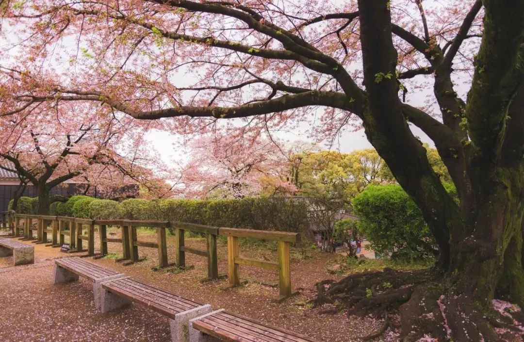 櫻花季 | 2018年日本櫻花,一年一次的最美約定