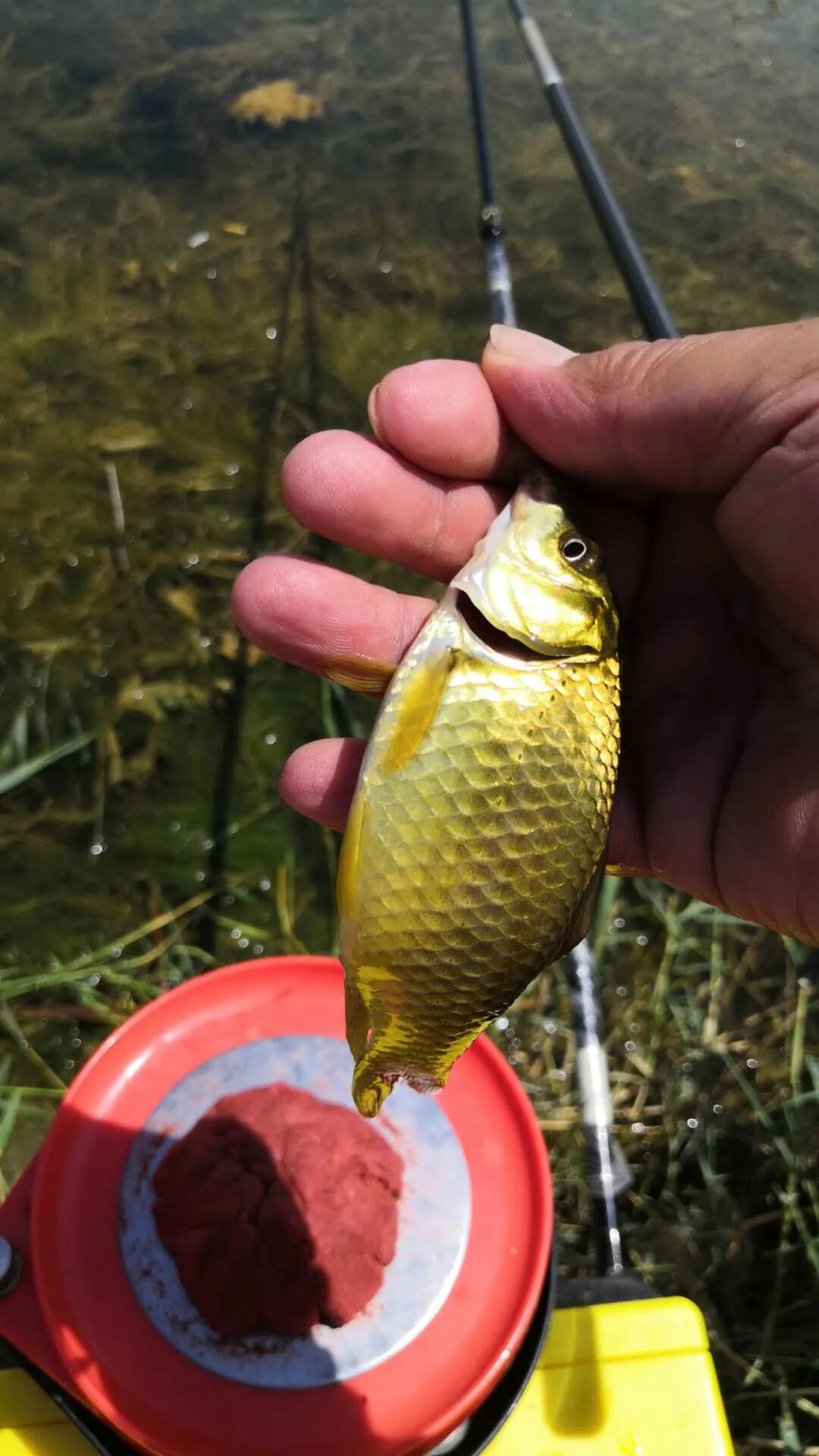 钓鱼黄金季如何避开鱼儿产卵期 了解之后钓友们就可放心钓鱼啦 钓鱼王鱼竿天猫旗舰店