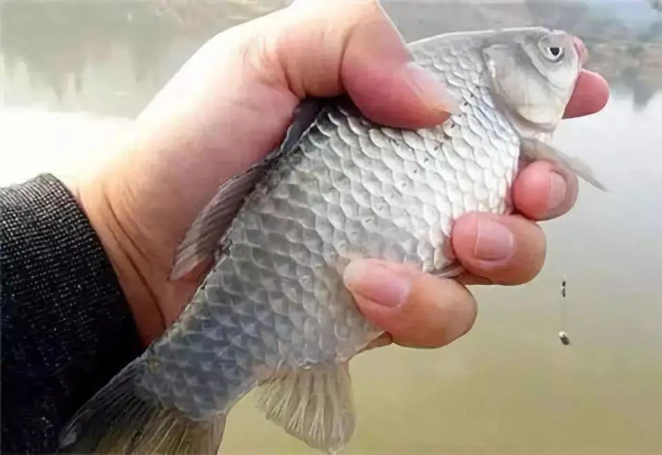 釣魚王魚竿野釣水位下降魚不開口時試試這樣做