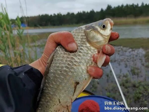 钓鱼王鱼竿转变用饵思路擒获野生大鲫