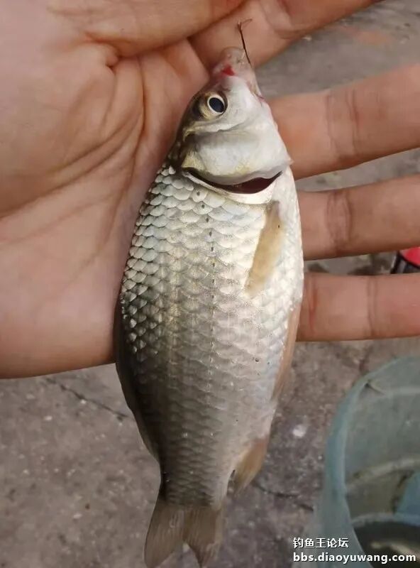 深秋,早晚温度低,鱼儿偏爱腥味饵料,我想钓大板鲫,今天选用钓鱼王大鲫