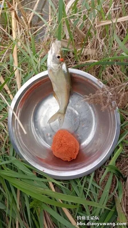 钓鱼王,出鞘疯影鲫,鱼塘疯钓鲫!