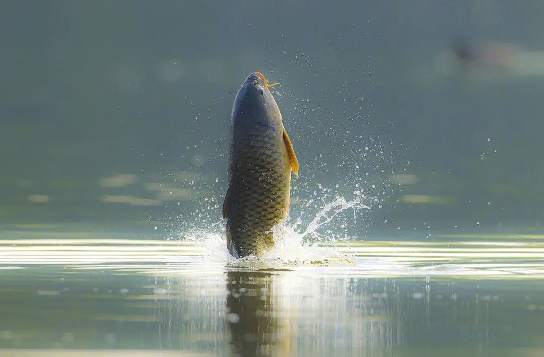 钓鱼王鱼竿,鱼在水面跳跃是缺氧吗?其实是这5大原因!