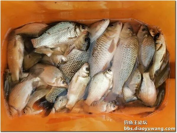 钓鱼王鱼竿钓鱼王腥香搭配疯钓鲫本味香鲫鲤双收