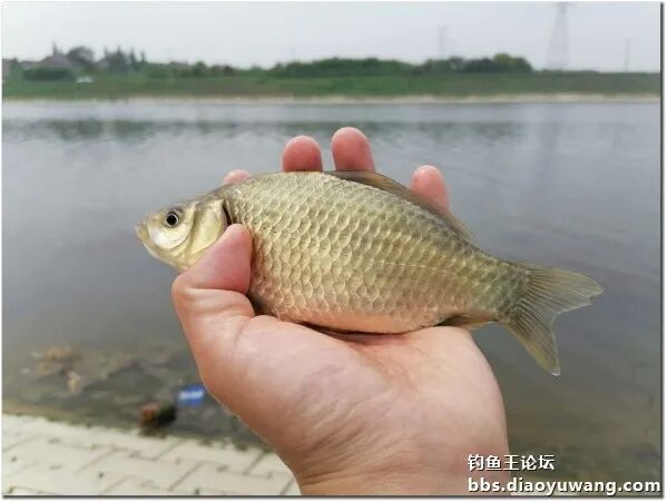 钓鱼王鱼竿钓鱼王腥香搭配疯钓鲫本味香鲫鲤双收