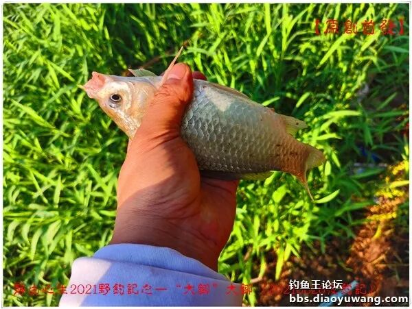 钓鱼王鱼竿大鲫大鲫