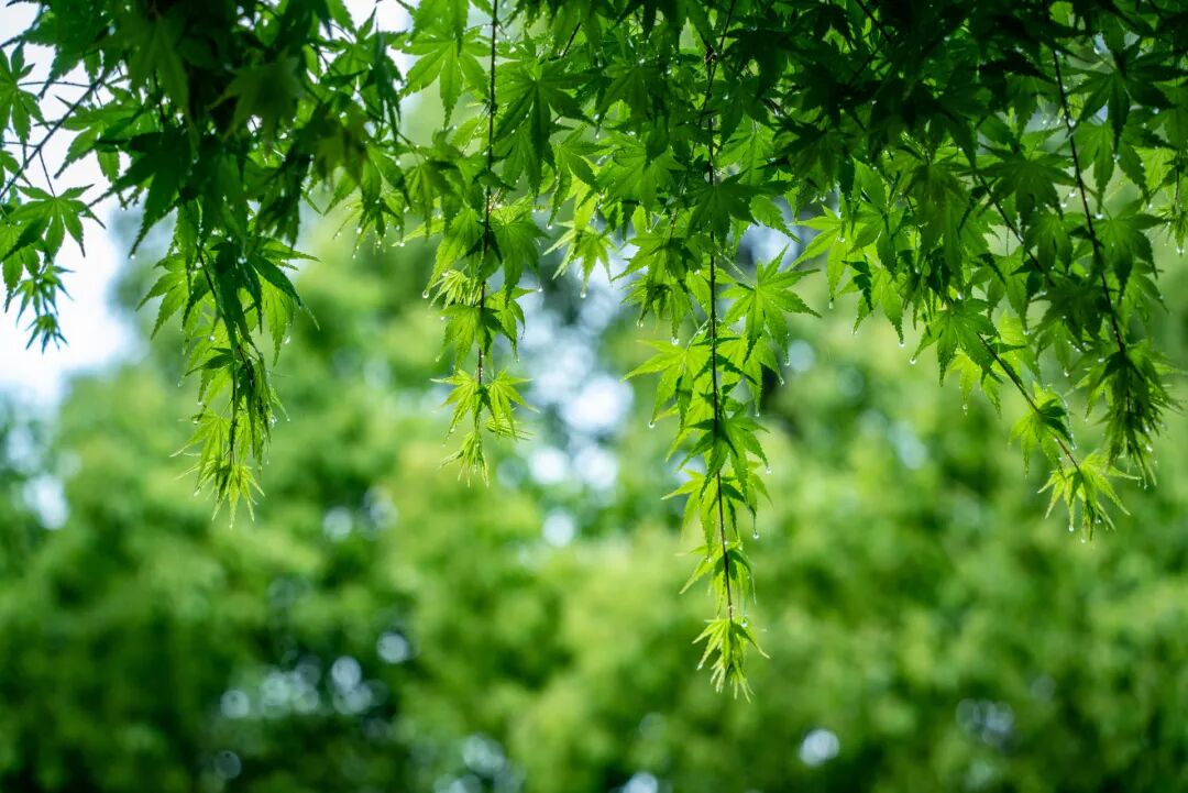 摄图网_507704965_春天雨水的绿叶(企业商用).jpg