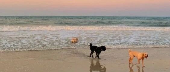 当你用食堂阿姨的打饭方式喂狗...狗子的反应差点笑掉头！