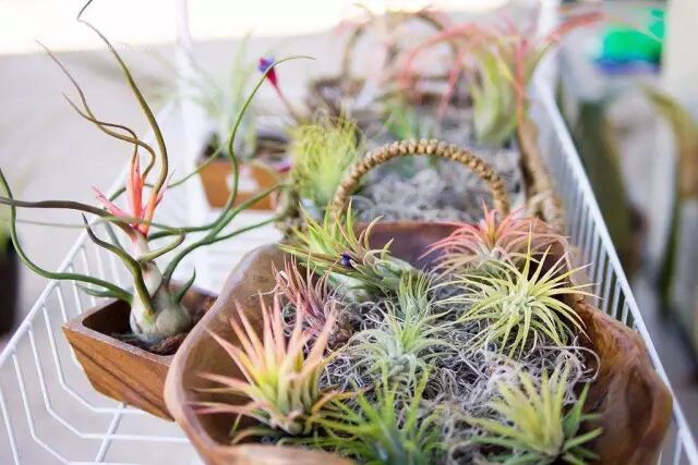 “不需要土”的附生植物，种植物更自由