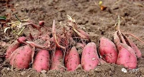 农村种植红薯前景怎么样？如果种20亩，能赚钱吗