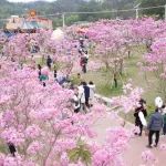 樱花公园：风铃花迎春盛放 邂逅粉紫色浪漫
