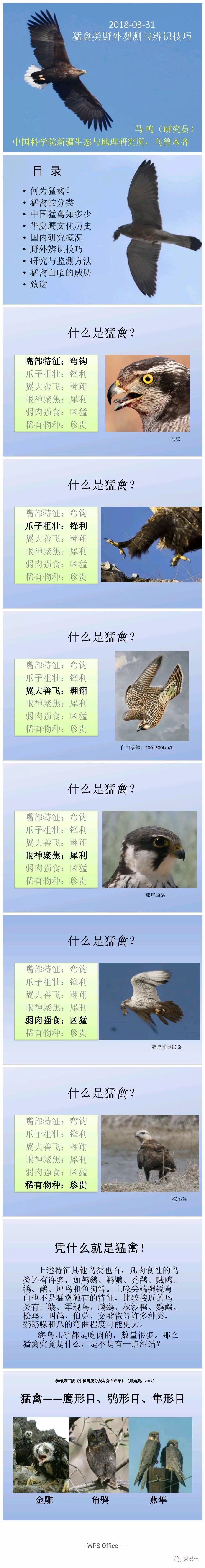 猛禽分类与辨识 讲座一 二 三 自由微信 Freewechat