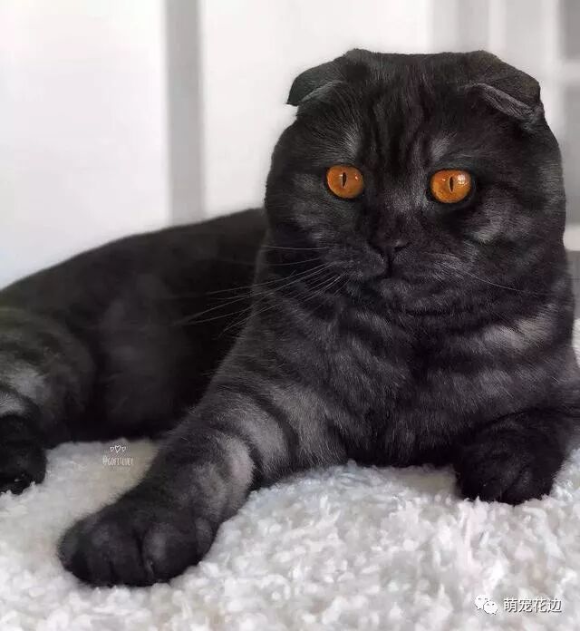 黑猫真是帅呀 不同品种的黑猫都酷的不行 萌宠花边 微信公众号文章阅读 Wemp