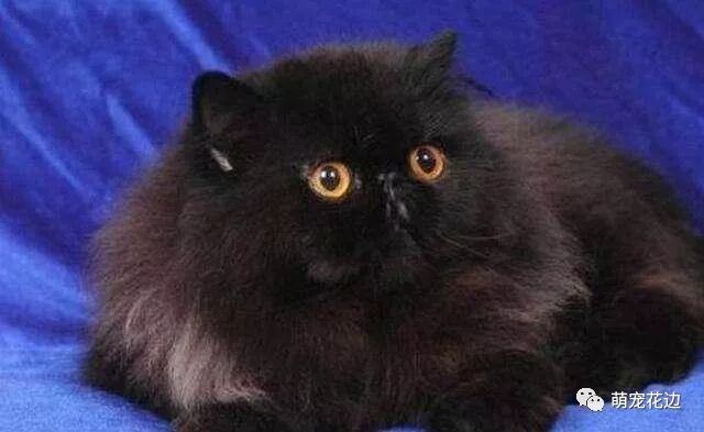 黑猫真是帅呀 不同品种的黑猫都酷的不行 萌宠花边 微信公众号文章阅读 Wemp