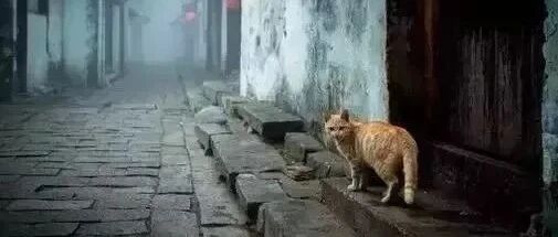 徐志摩：灵魂伴侣